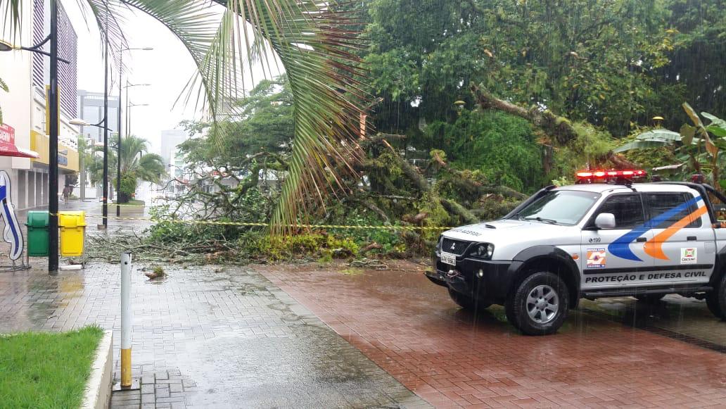 Em Criciúma: Árvore de grande porte cai na Praça Nereu Ramos