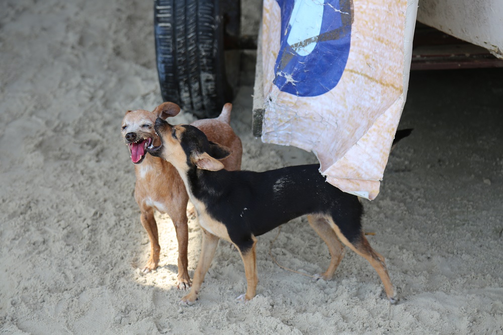 Animais na praia: Fiscalização será intensificada em Imbituba
