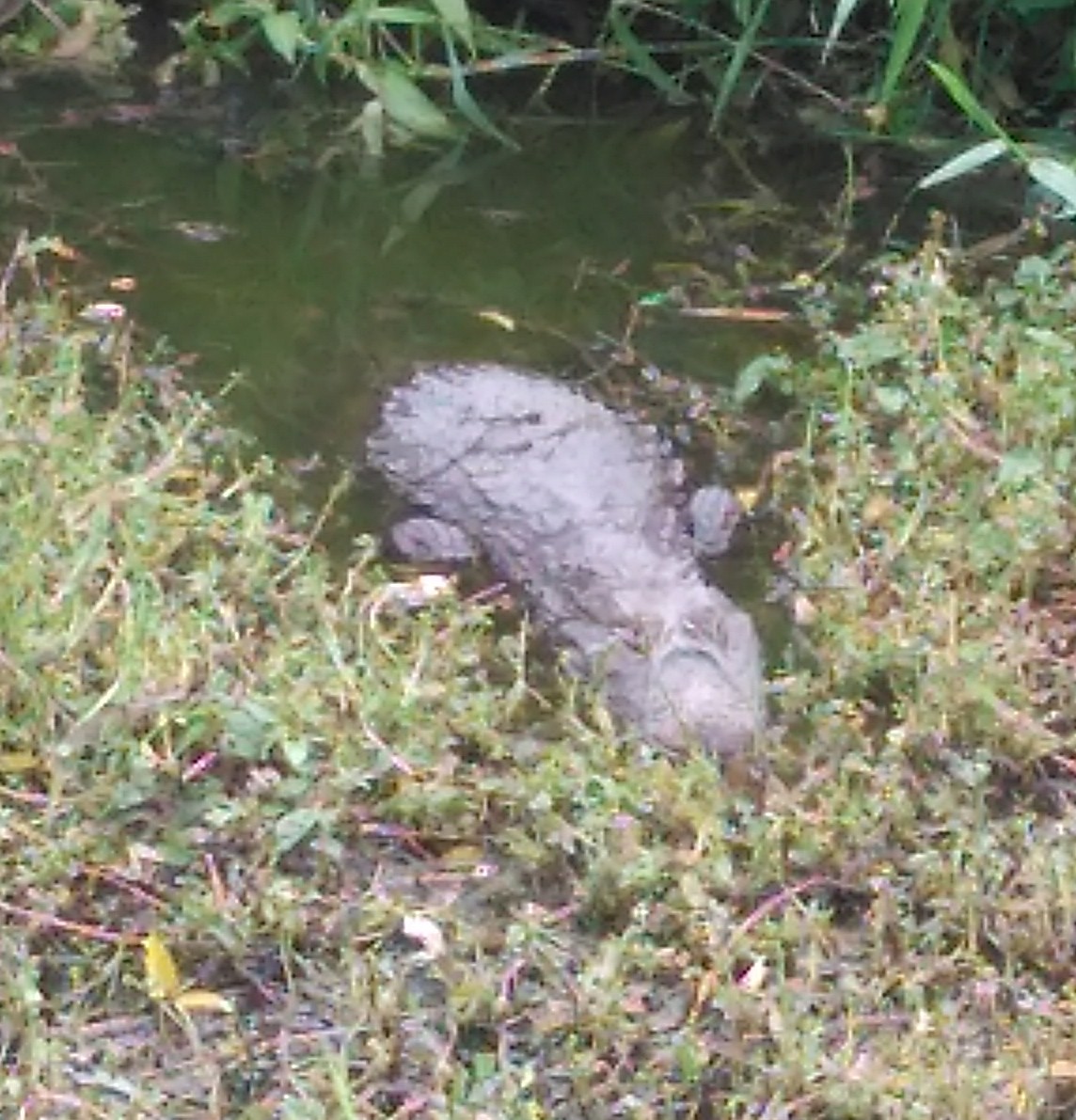 Jacaré é visto em valo próximo a Arena Multiuso, em Tubarão