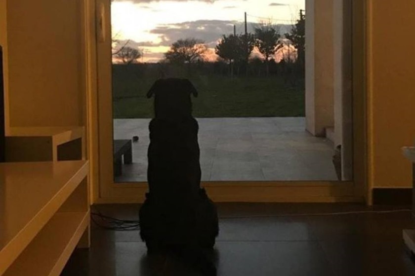 Irmã de Emiliano Sala comove fãs ao mostrar cadela que espera por ele