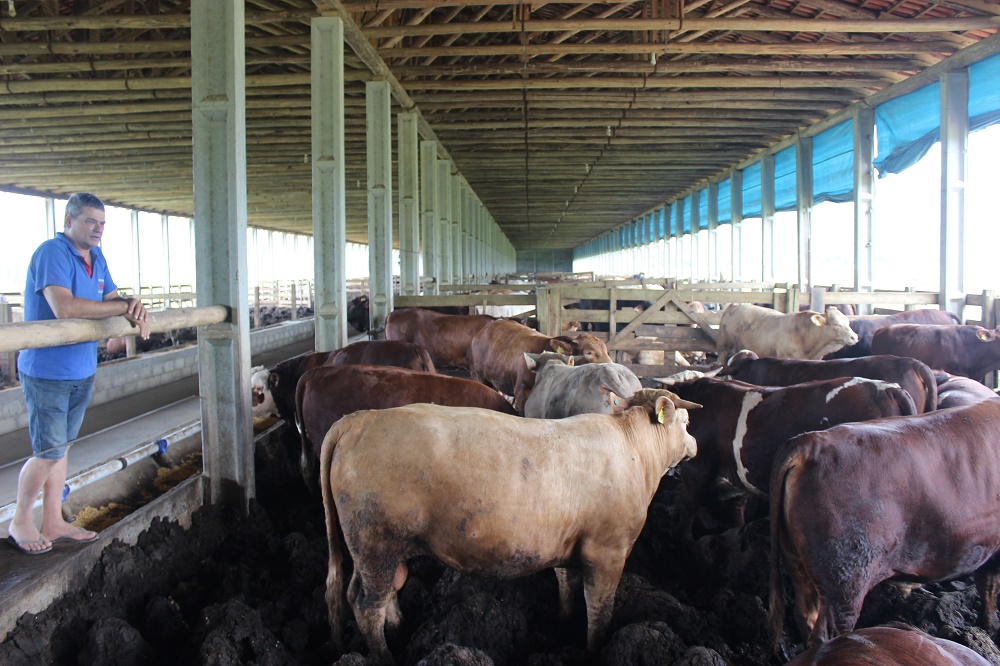 São Ludgero é o maior produtor de bovinos para abate da região