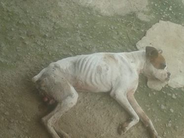 Cachorro resgatado por moradora de Tubarão não resistiu aos ferimentos