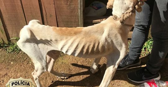Maus-tratos: Animais são resgatados pela Polícia Civil