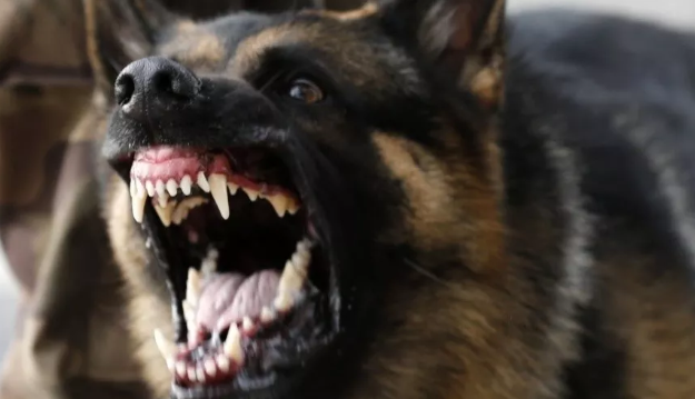 No Oeste de SC: Idoso de 83 anos é atacado por cães em via pública