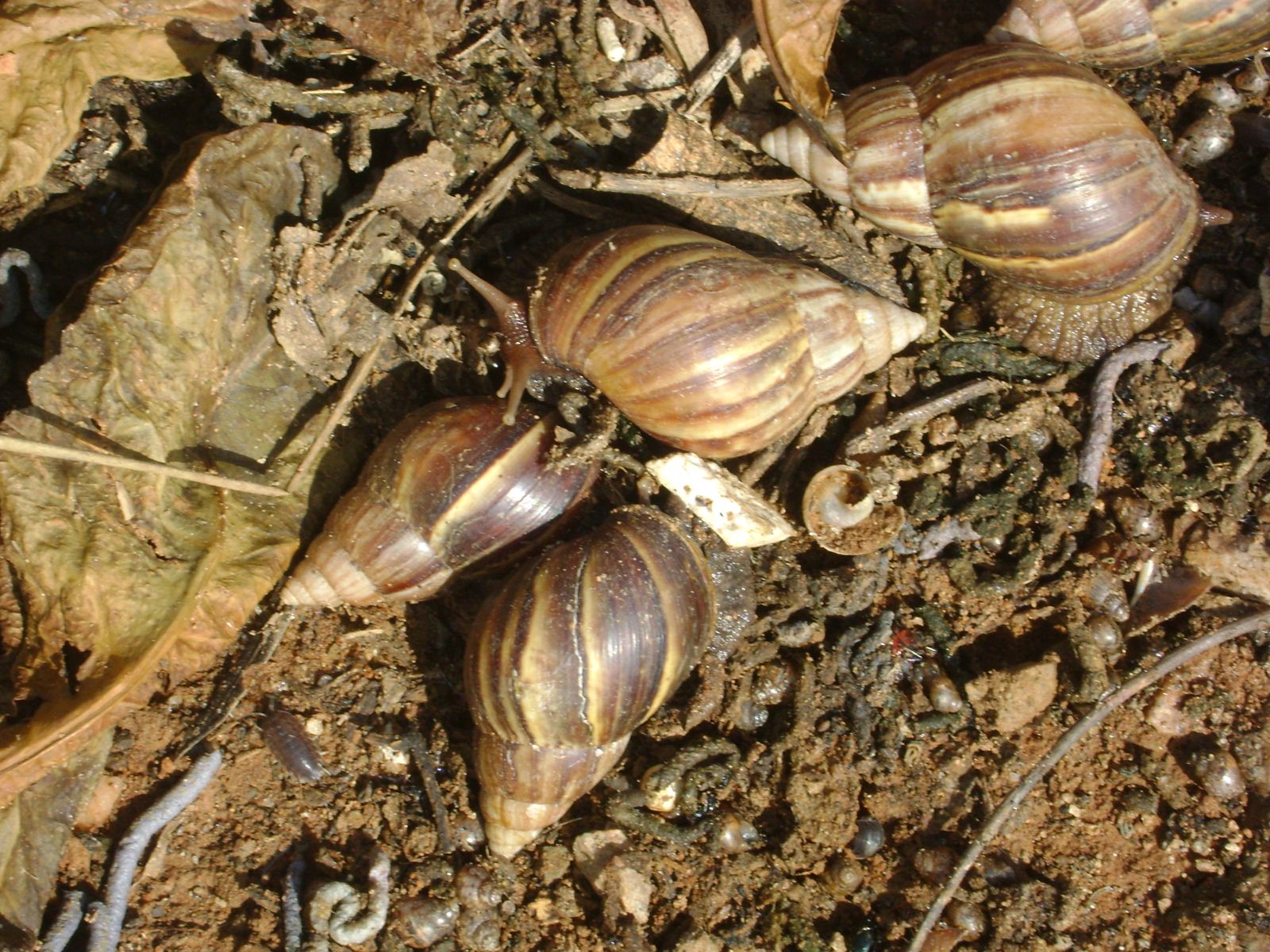 Secretaria de Saúde fará campanha de prevenção ao caramujo africano em Imbituba