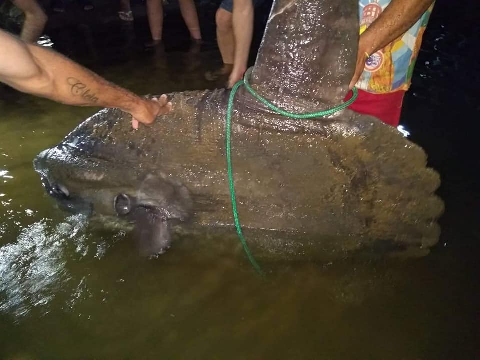 Filhote de peixe-lua é capturado na comunidade de Figueira, em Laguna
