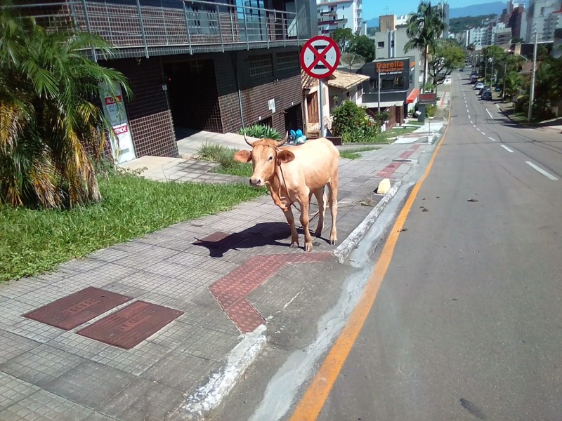 Inusitado! Animal é encontrado amarrado em Criciúma