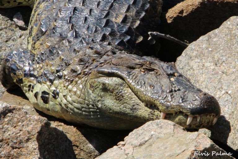 Terceiro jacaré é capturado em Laguna