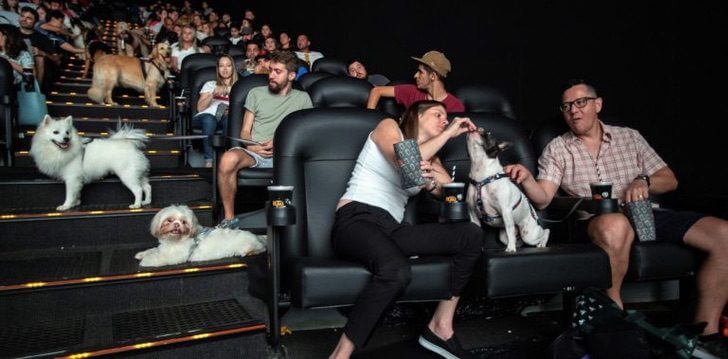 No país: Cinema permitiu que os cães vissem o filme “A caminho de Casa” com seus donos