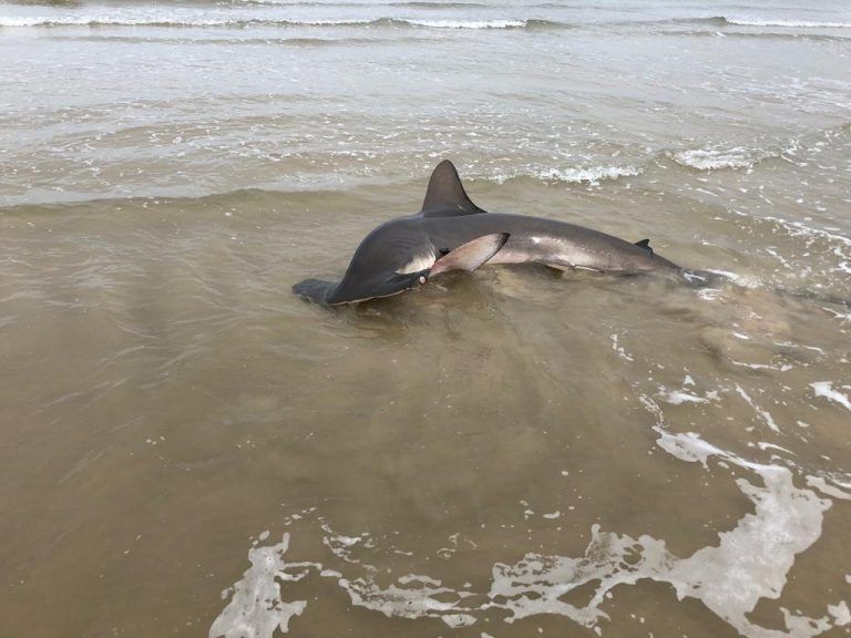 Tubarão-martelo, que morreu na praia do Ipuã, será exposto em museu no Norte de SC