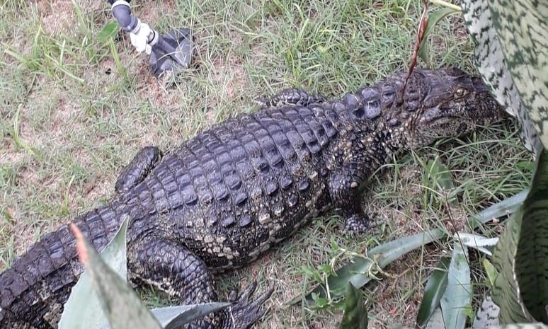 Mais um jacaré é encontrado em Laguna