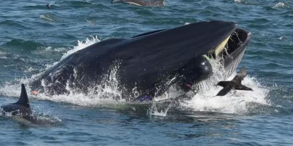 No Mundo: Mergulhador sobrevive após ser engolido por baleia