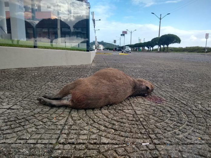 Capivara é encontrada morta em Laguna