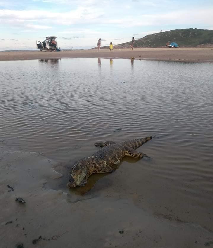 Jacaré morto é encontrado na praia do Sol, em Laguna