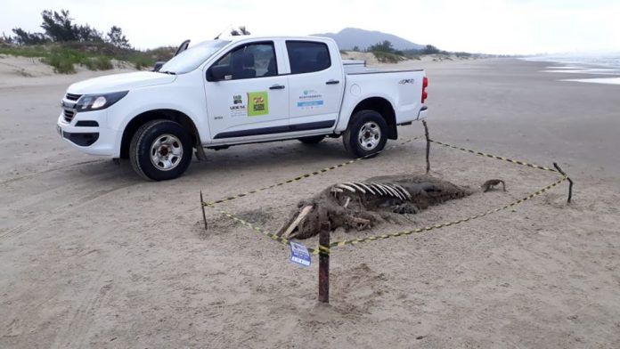 Boto é encontrado em avançado estado de decomposição na praia de Itapirubá