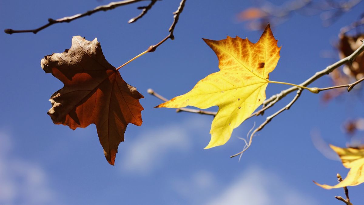 Outono começa com temperatura amena em SC