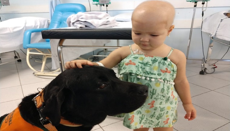 Em SC: Labrador traz alegria a crianças doentes em hospital infantil 