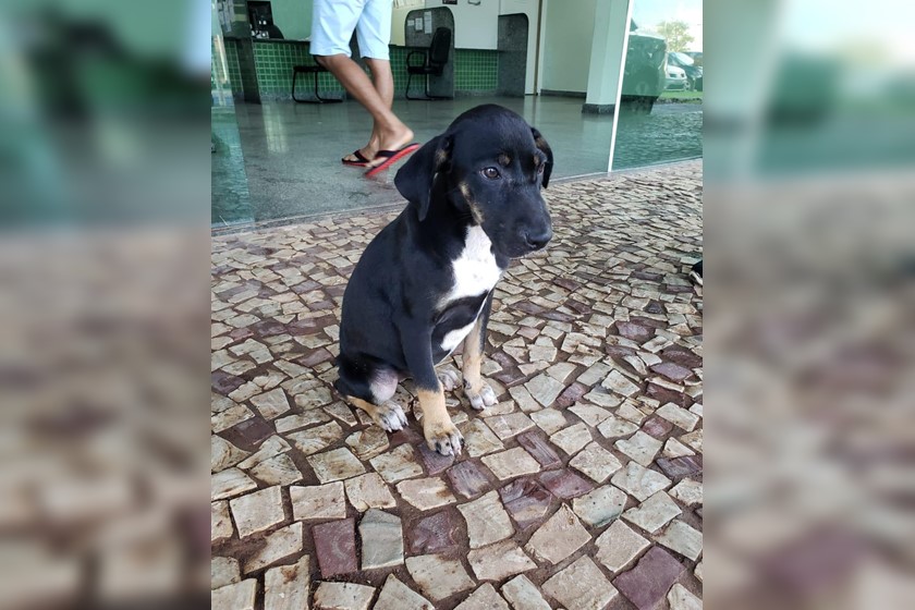 No país: Morador de rua é preso em flagrante ao tentar estuprar cadela