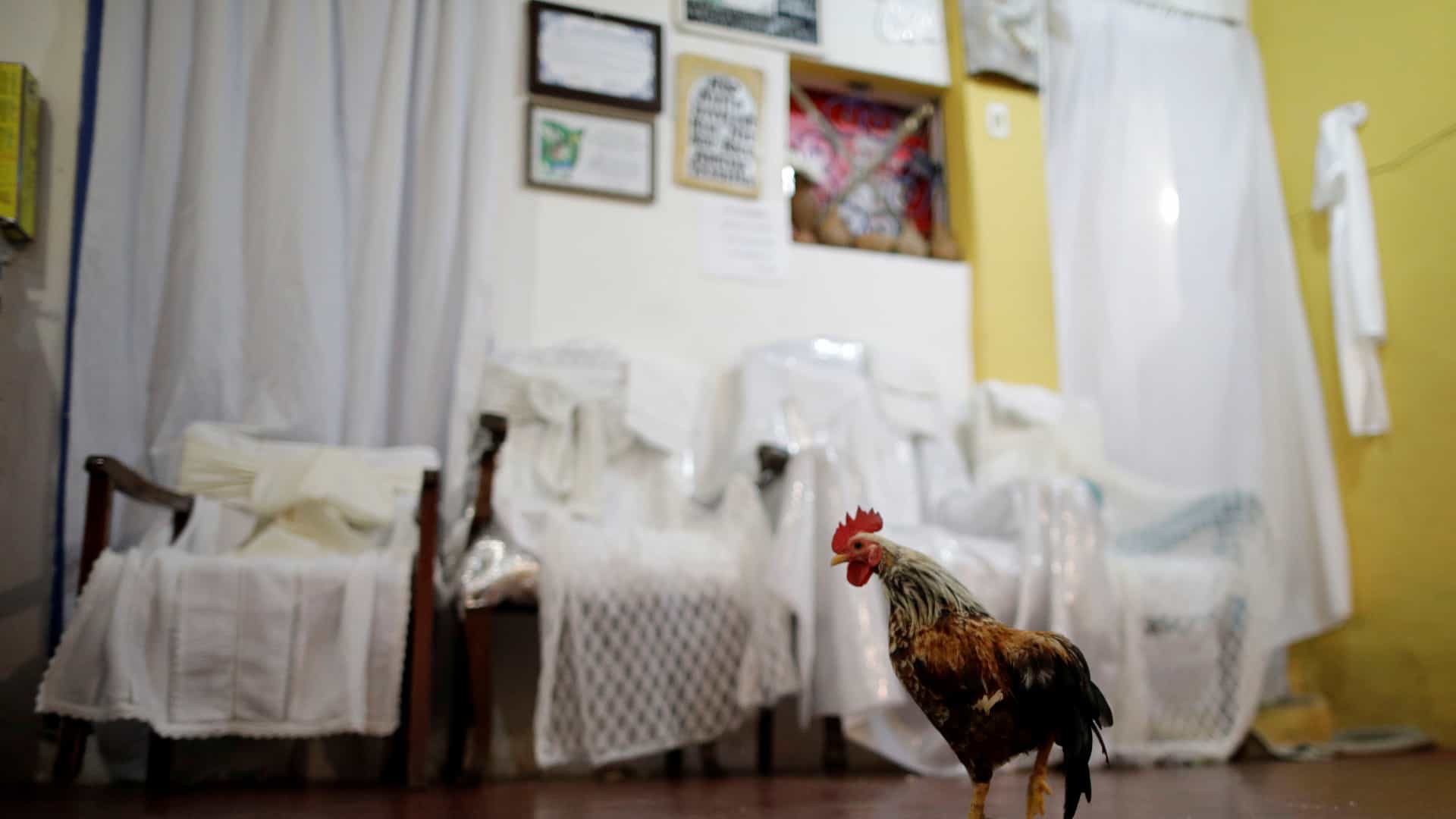 STF confirma validade do sacrifício de animais em cultos religiosos