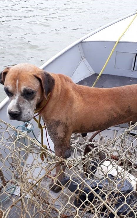 Cachorro é encontrado amarrado e abandonado às margens do Rio Tubarão durante mutirão de limpeza