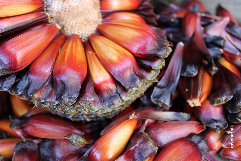 Colheita e venda de pinhão liberadas nesta segunda-feira, em toda SC