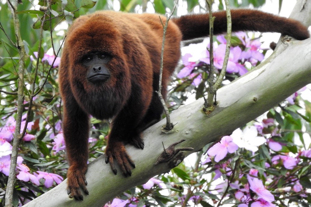 Confirmado primeiro macaco morto por febre amarela em SC