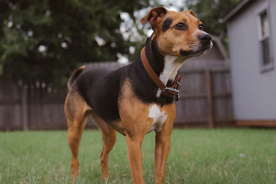 Em SC: Dupla que matou cachorro com tiro de espingarda cumprirá cinco anos de prisão