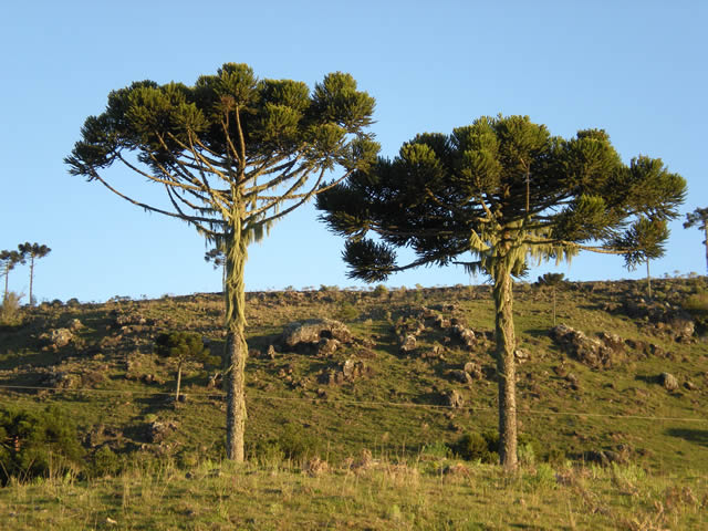 No Oeste de SC: Homem morre ao cair de pinheiro de 20 metros 