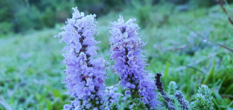 Serra catarinense registra primeira geada do ano com temperaturas negativas