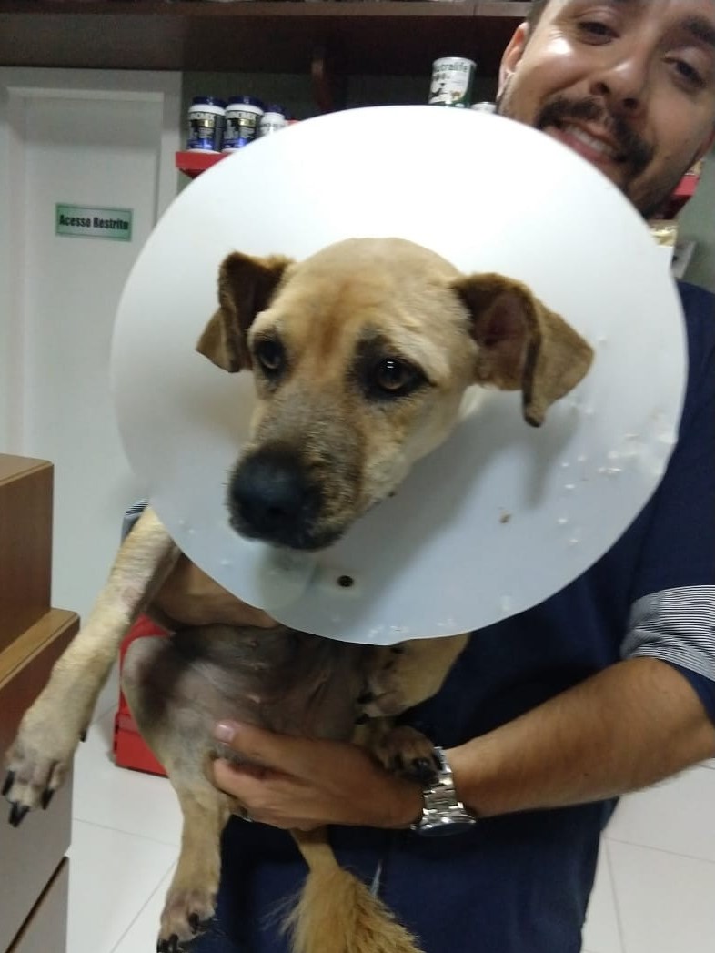 Secretaria pede ajuda para adoção de cães castrados resgatados na rua, em Laguna