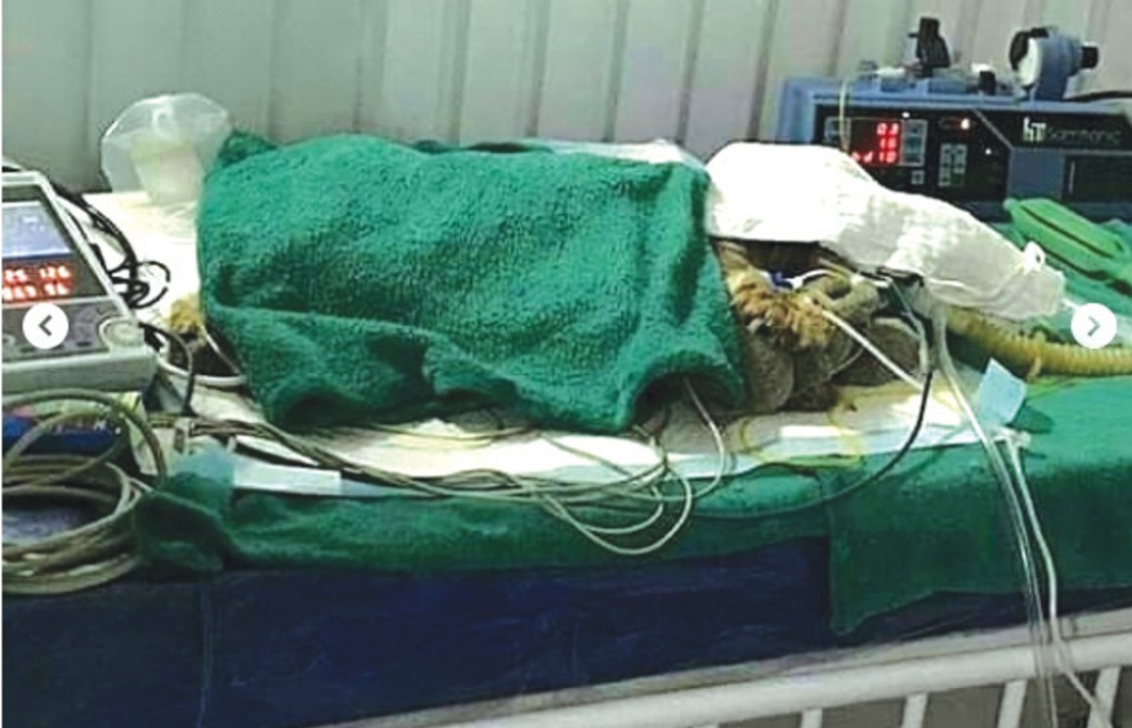 Em Balneário Camboriú: Cão idoso morre após ser estuprado por ladrões