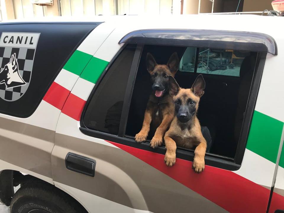 Kratos e Ruger: os novos integrantes do Canil da PM de Laguna