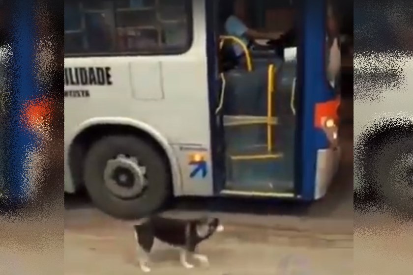 No país: cadela espera o motorista de ônibus todo dia para ganhar petiscos