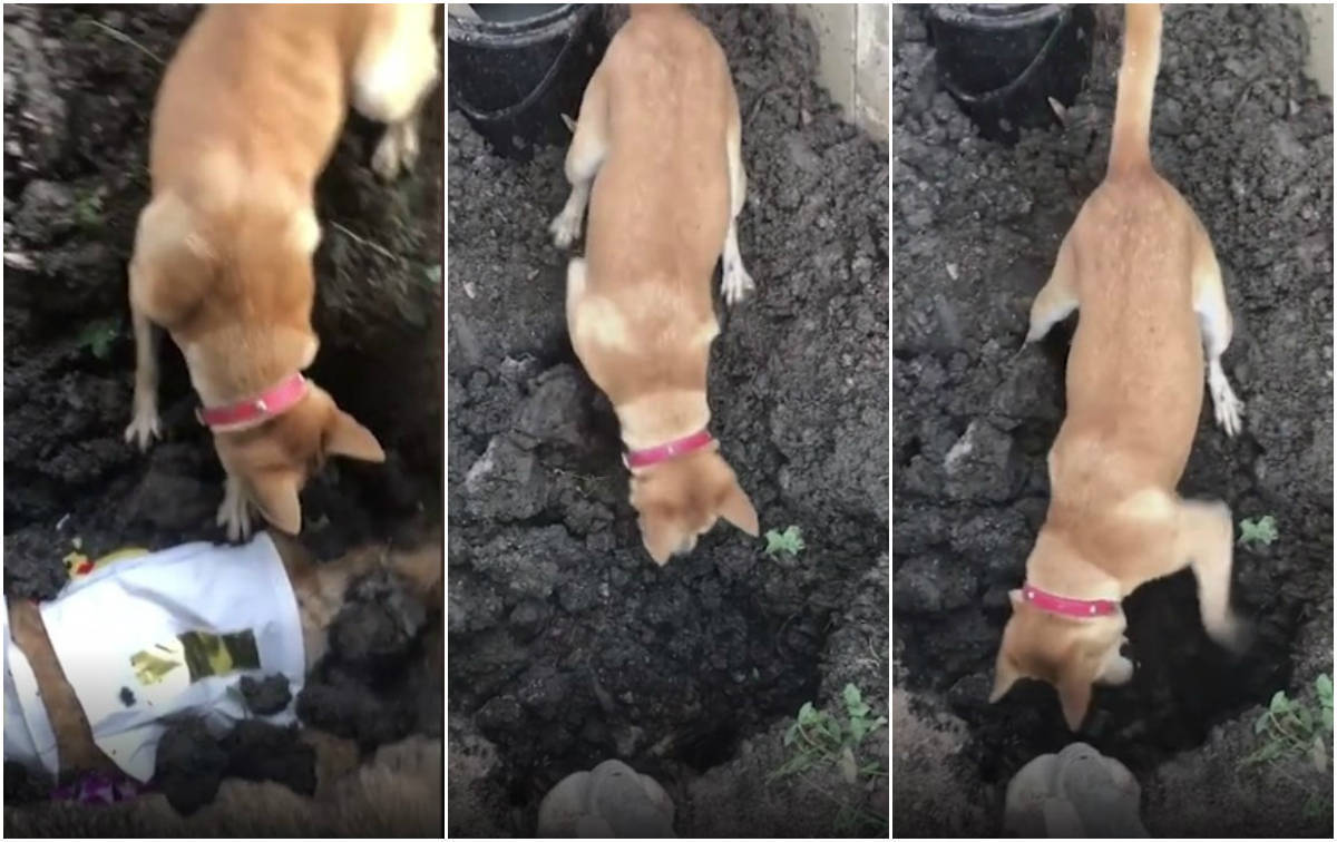 De partir o coração: cão entra em desespero durante enterro do amigo