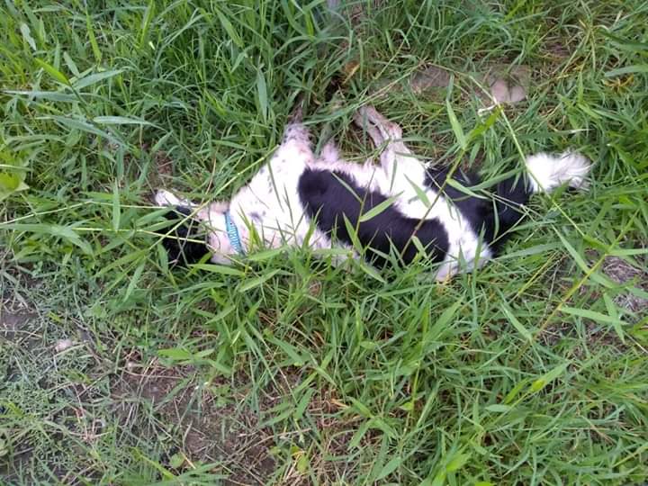 Dez cachorros são encontrados envenenados em Capivari de Baixo nesta quinta (25) e sexta (26)