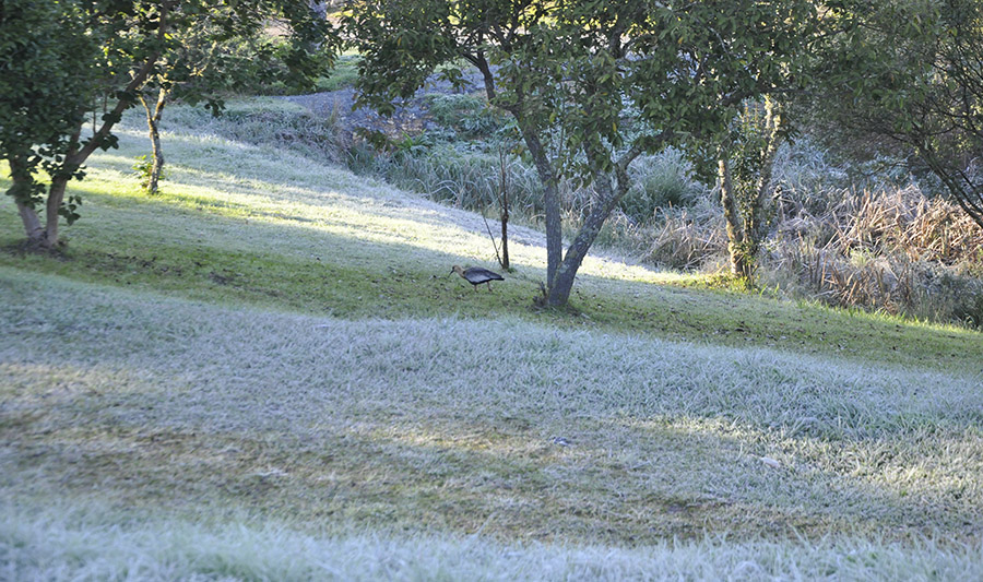 Massa de ar frio vai derrubar temperaturas e provocar geadas em Santa Catarina