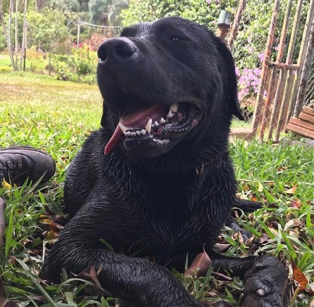 Cão do Corpo de Bombeiros morre enquanto realizava busca por pessoa desaparecida em Içara