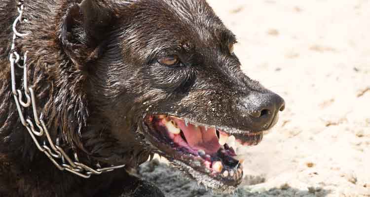Santa Catarina registra primeiro caso de raiva humana em 38 anos