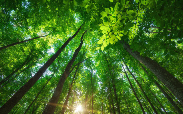 Comitê Araranguá levará ações de preservação para mais municípios do Sul