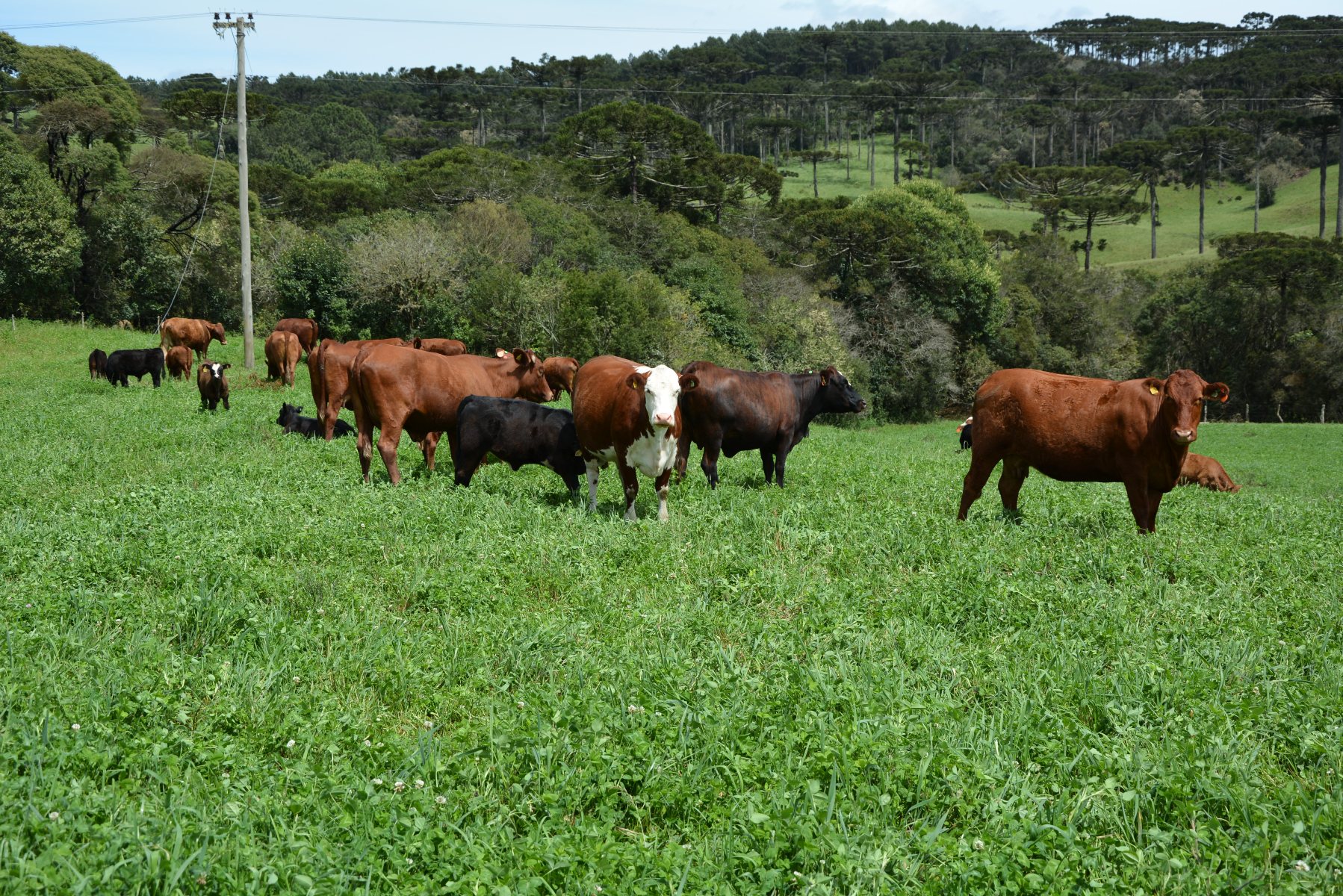 Dia de Campo reúne 300 produtores de gado de corte em Imaruí no Sul do Estado