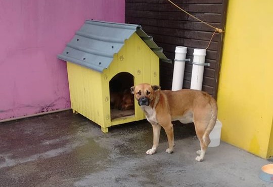 Duas casinhas de cães de rua são roubadas no centro de Tubarão