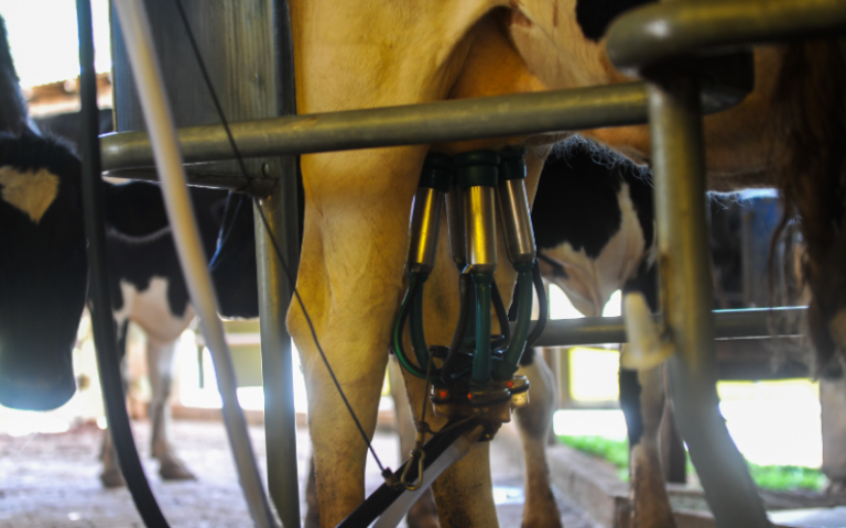 Mais da metade do leite de Santa Catarina ficará ilegal com novas normas