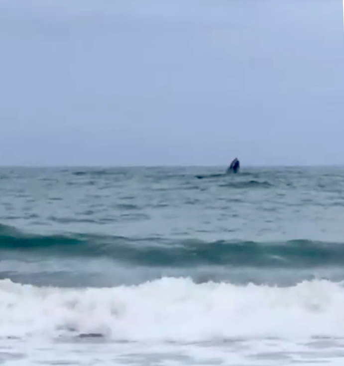 Baleia Franca? Mamífero é avistado no litoral de SC