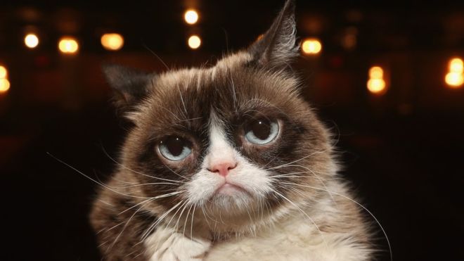 Morre a lenda da internet Grumpy Cat, a 'gata rabugenta'