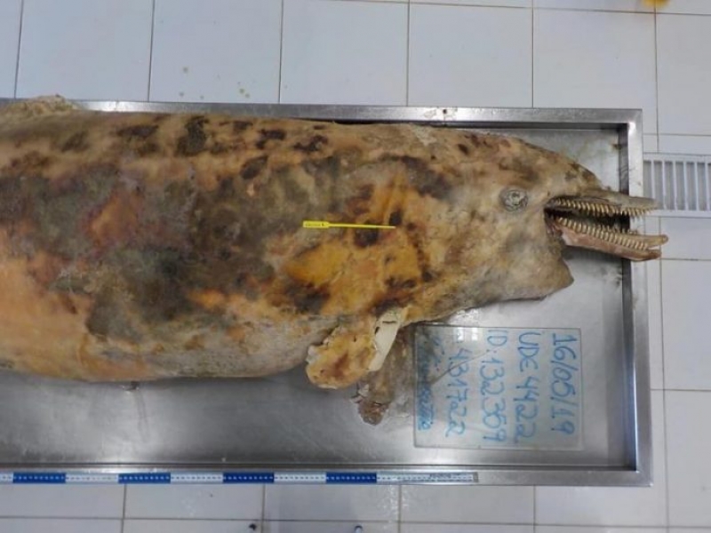 Boto é encontrado morto na Praia do Sol em Laguna