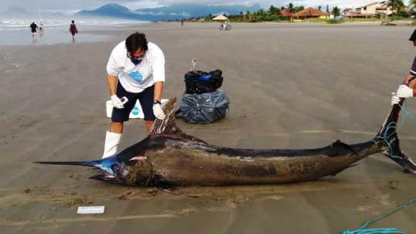 Peixe gigante de 200 kg é achado em praia de SP