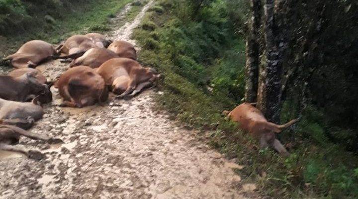 Raio mata 17 vacas em comunidade do Rio Fortuna