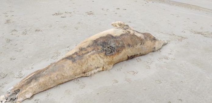 Golfinho raro é encontrado morto na região de Laguna