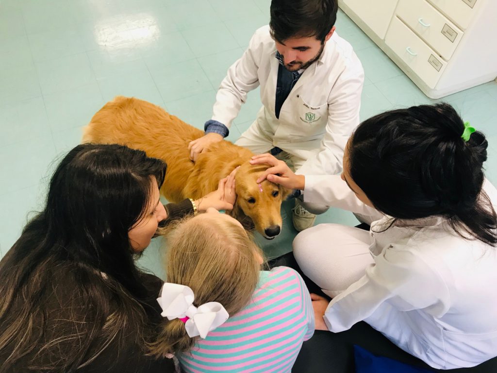 Cães assumem função de terapeutas e auxiliam em tratamentos