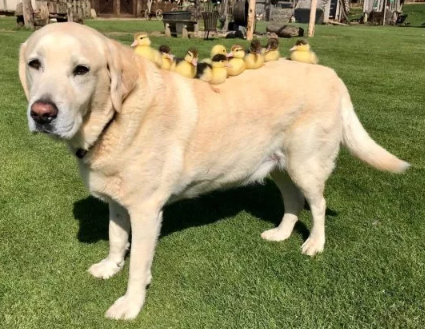 Internacional: após sumiço de mãe, labrador adota nove filhotinhos de pato
